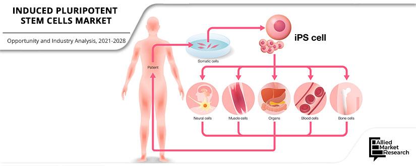 Induced-Pluripotent-Stem-Cells