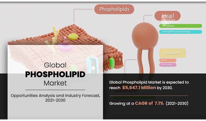Phospholipid-Market
