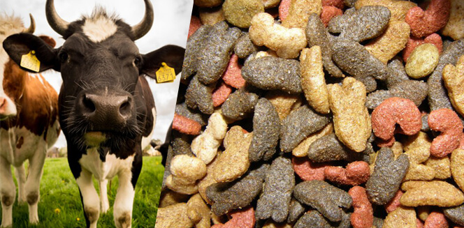 Medicated Feed: A Novel Way to Improve Health through Animal Feed Additives Medicated Feed: A Novel Way to Improve Health through Animal Feed Additives